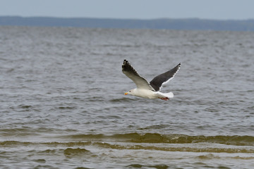  Mantelmöwe (Larus marinus) im Flug