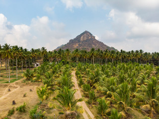 Aerial view of coconut farm, young and fully grown trees with a small mountain and clear dramatic blue sky in the background.