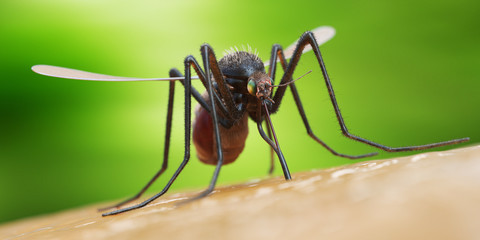 3d rendered illustration of a mosquito on human skin