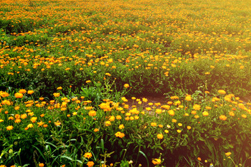 Orange pot marigold. Calendula officinalis field, summer.