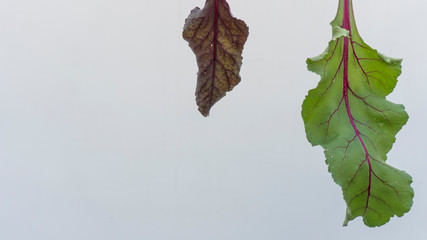 Beetroot leaves of different colour and size neatly arranged in Plain white background. Green and Maroon leaves isolated on a white background.