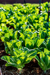 Thrive on. Gardening green plants. Area with green salad on farmland in the vegetable field. Vegetables produce in the garden. Healthy food, agriculture business concept. Vertical shot