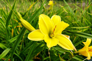 Vibrant yellow lilies in a summer garden. Nature.