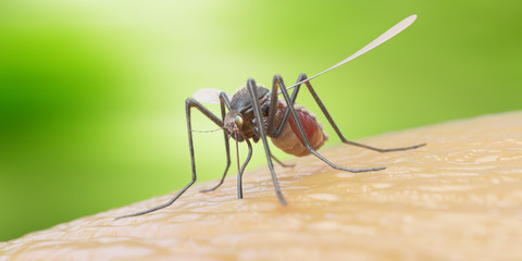 3d rendered illustration of a mosquito on human skin