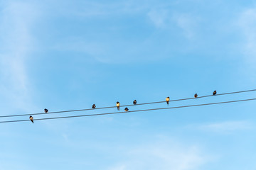 Birds perched on electric wires