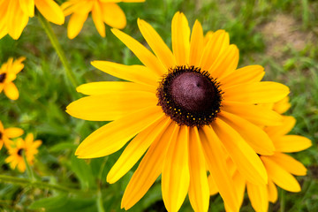 A Black-eyed Susan Rudbeckia hirta flower in the midst of a flower bed.