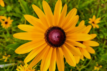 Rubeckia hirta Black Eyed Susan in the garden.