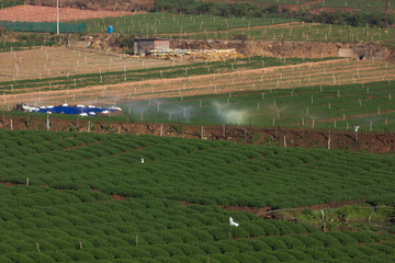 Green carrot fields planted in a row, irrigated using sprinkler system in Ooty, India. 