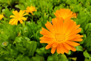 Calendula flower and leaf Calendula officinalis, pot, garden or English marigold plant, nature green background. Calendula flower on summer day.