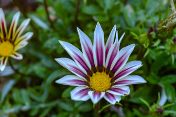 Fototapeta premium flower in garden