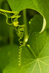 tendril of green plants in the nature