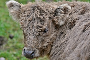 portrait of a scottisch highlander calf