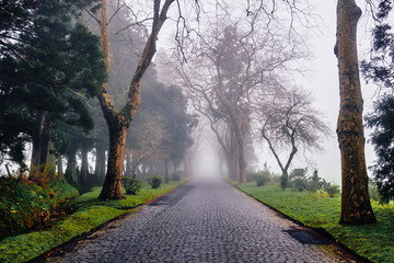 Fog on the road. Sao Miguel Island, Azores.