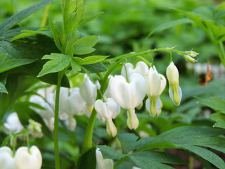 Lamprocapnos, bleeding heart or Asian bleeding-heart, white flowers