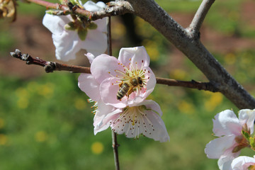 A bee on a peach blossom.