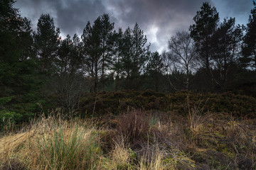 Obraz premium A gloomy winter image of mixed woodland on the Applecross Peninsula in Wester Ross, Scotland. 25 December 2019