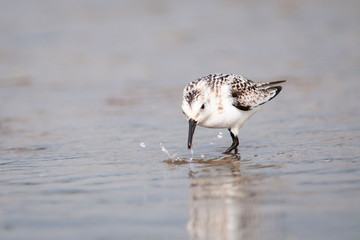 Sanderling foraging in shallow waters of a marsh