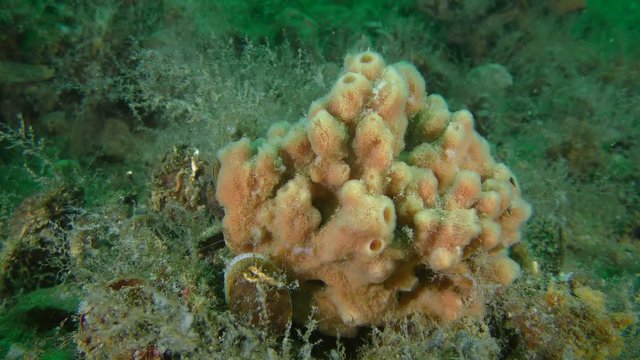 Orange Horny sponge (Haliclona sp.) on the seabed.