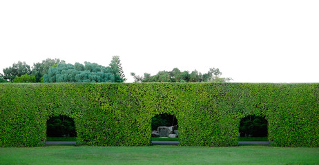 panoramic green leaves wall in the garden