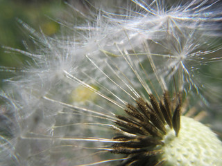 A closeup of a dandelion.