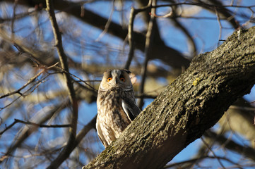 An owl eared (Asio Otus) sits on a tree