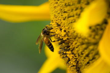 Honey bee sitting on the sunflower for collecting nectar and pollen  with pollen dust on its full face. close up high speed macro  photography.