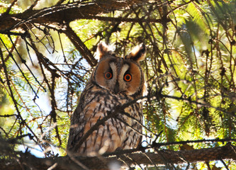 An owl eared (Asio Otus) sits on a tree