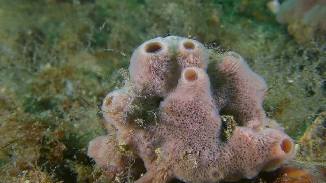 Pink Horny sponge (Haliclona sp.) on the seabed.