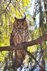 An owl eared (Asio Otus) sits on a tree