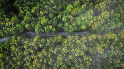 Overhead aerial view of road between green trees, Naestved, Denmark