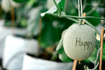 Happy plants. Close up of fresh and organic little green melon with inscription on it hanging down inside greenhouse. Horizontal shot. Selective focus