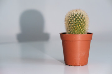 Petit cactus d'intérieur sur fond blanc