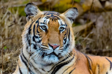 tigress in south India