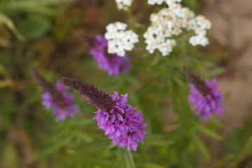 Plants and medical plants in the wild.