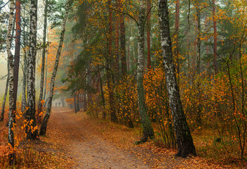 Traveling along forest roads. Autumn colors adorned the trees. Light fog creates fabulous scenes.