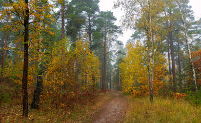 Obraz premium Traveling along forest roads. Autumn colors adorned the trees. Light fog creates fabulous scenes.