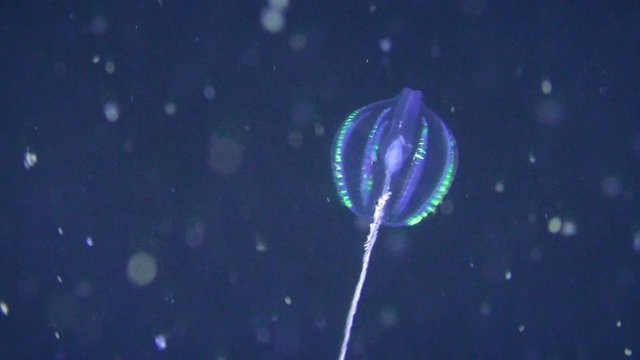 Comb jelly Sea gooseberry (Pleurobrachia pileus) hunts for plankton against a dark background of the water column.