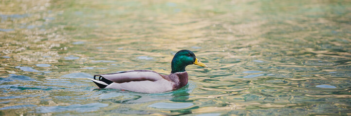 Male duck swimming in a lake