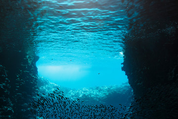 School of fish swimming underwater, Vava'u, Tonga, Pacific Ocean