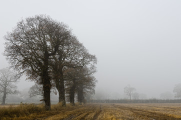 Oak Trees in the Mist