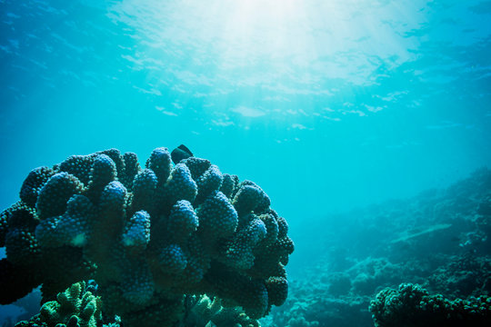Sun shining over tropical underwater ocean reef, Vava'u, Tonga, Pacific Ocean