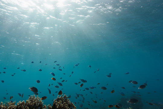 Sun shining over tropic fish swimming underwater, Vava'u, Tonga, Pacific Ocean