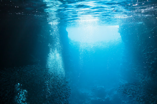 Schools of fish swimming underwater in tranquil blue ocean, Vava'u, Tonga, Pacific Ocean