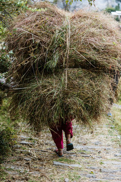 Man carrying bundles of grass, Supi Bageshwar, Uttarakhand, Indian Himalayan Foothills