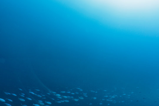 School of fish swimming underwater in blue ocean, Vava'u, Tonga, Pacific Ocean