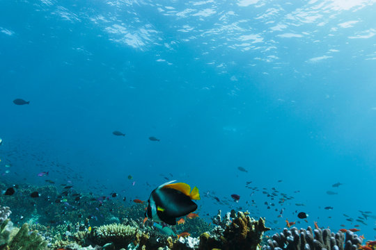 Tropical fish swimming underwater among reef in idyllic ocean, Vava'u, Tonga, Pacific Ocean