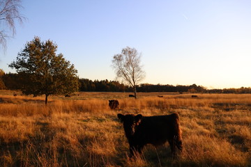 Kiebitzhomer Moor - Galloways 5