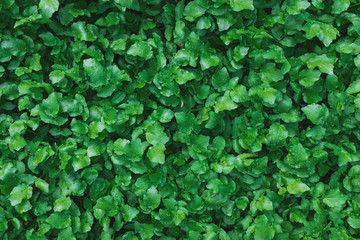 A carpet of juicy, young green plants. As a full-screen