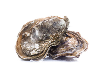 Obraz premium Fresh oyster on white background