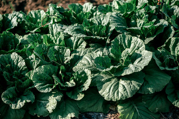 Fototapeta na wymiar Green World. Close up of organic green Chinese cabbage plantation on a sunny day. Plant nursery of organic vegetables outdoors. Horizontal shot